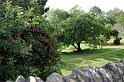 Red apples on Paines Hill